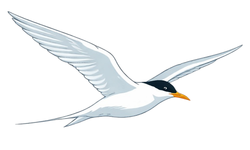 Nord Bird